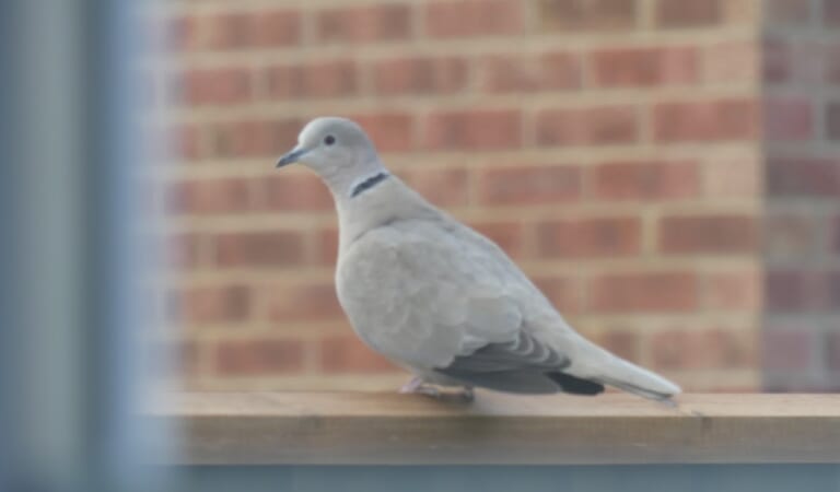 Coffee and Collared Doves
