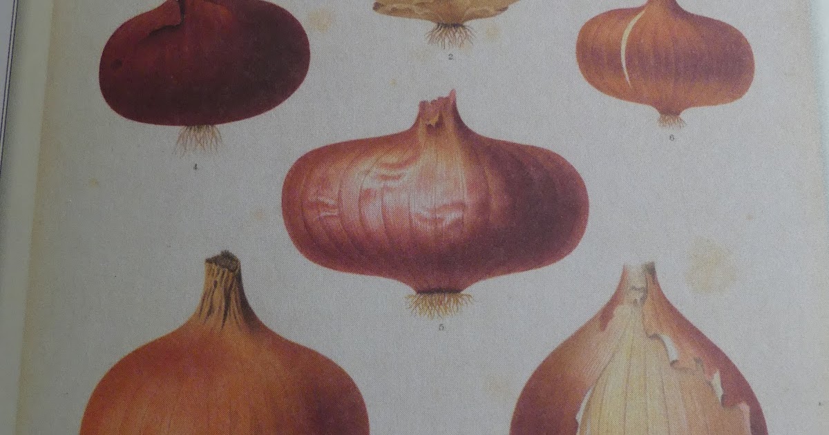 O is for onions