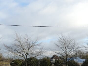 December 12th - Winter Trees