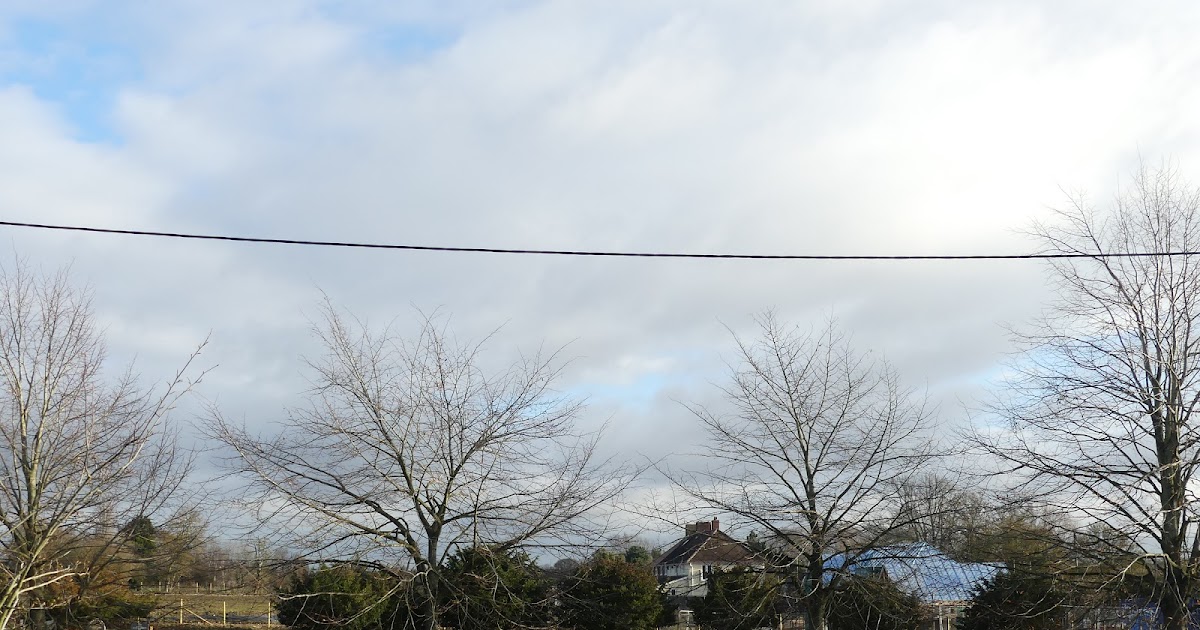 December 12th - Winter Trees