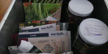 Looking in the Seed Tin