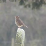 Mistle Thrush