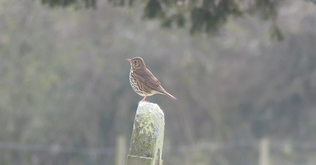 Mistle Thrush
