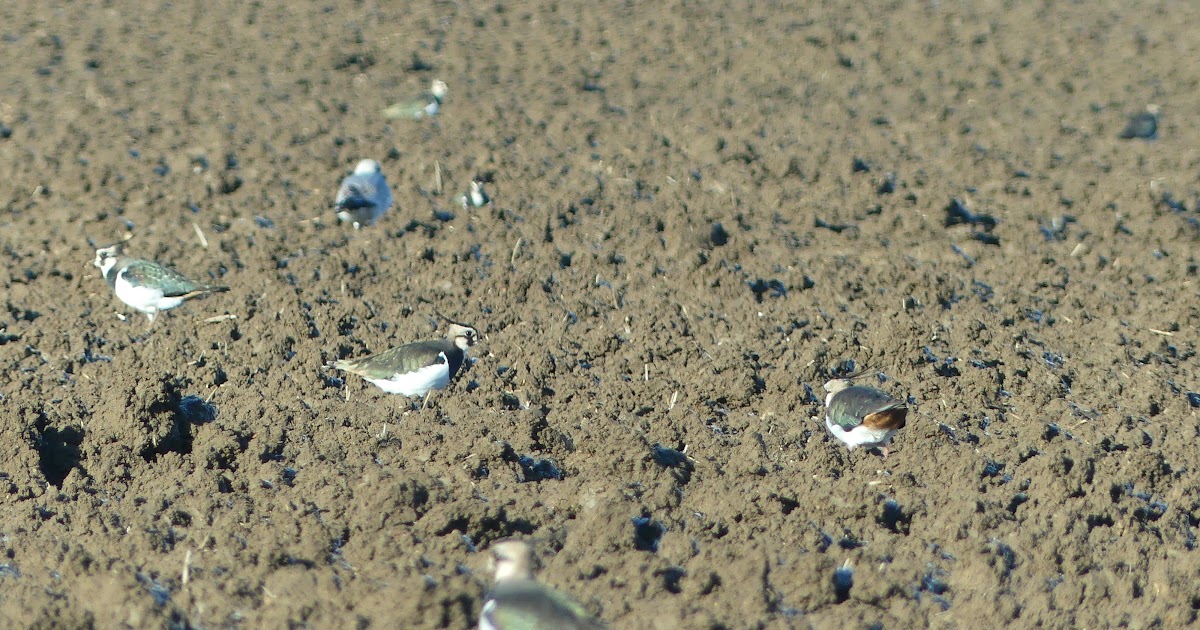 Vanellus Vanellus But We Call Them Peewits