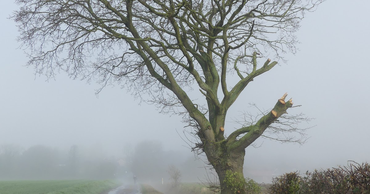 Following a Tree 2024