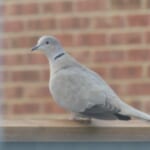 Coffee and Collared Doves