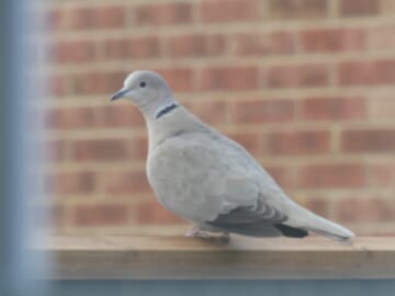 Coffee and Collared Doves