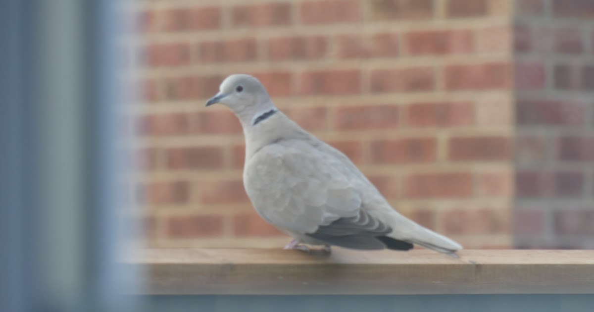 Coffee and Collared Doves