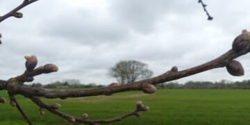 Following A Tree