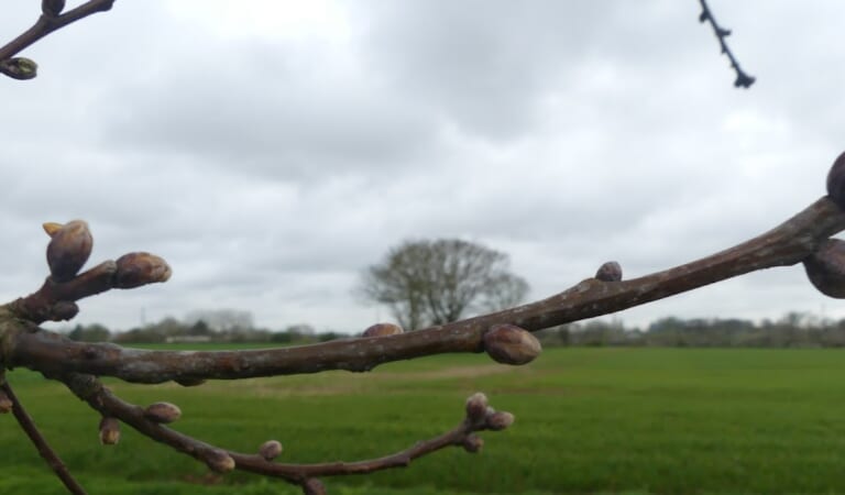 Following A Tree